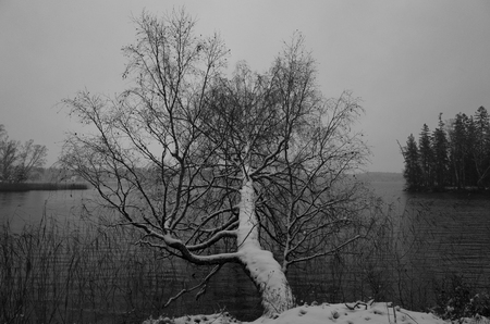 Swedish Winter Landscape In Black And Whiteの写真素材