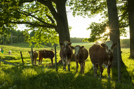 Sweden Scandinavia. Beautiful nature and landscape photo of cows standing outdoors in summer evening at sunset. Warm colorful picture with green grass and trees. Lovely animals outside in the sun.の写真素材