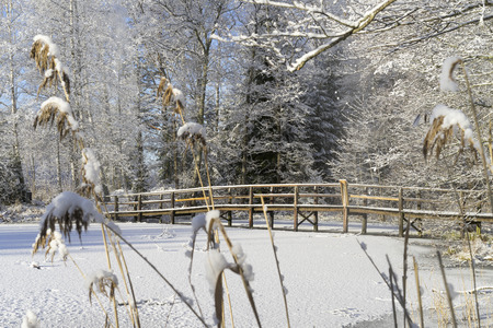 Beautiful nature and landscape photo of Swedish winter forest and trees. Nice cold day in the wood....