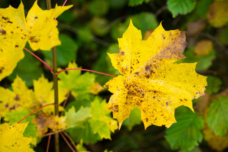 Details of colorful autumn leaves in Swedish forest.