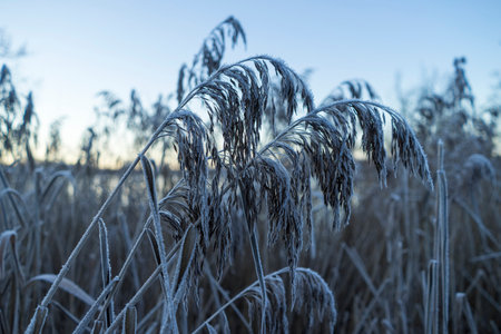 Sunset at lake in Katrineholm Sweden. Details of grass and frost on winter evening.