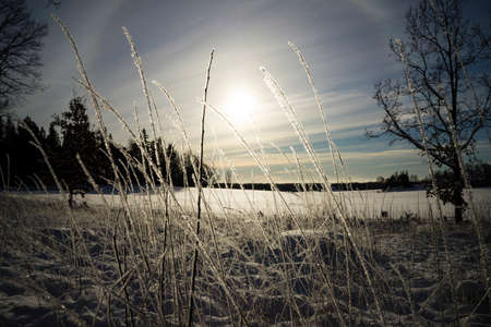 Beautiful winter day in Swedish forest. Lovely scandinavian nature and landscape with snow on trees. Calm, peaceful and happy picture.の写真素材
