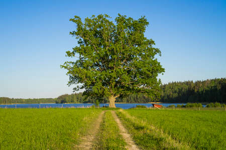 Beautiful nature and landscape in Sweden Scandinavia. Warm sunny spring day. Blue sky and a big single tree on field.の写真素材