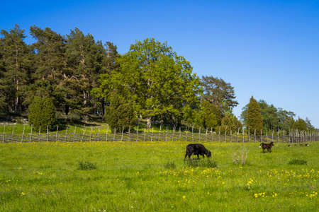 Cows on field in Sweden eating grass. Nice sunny spring day in Scandinavia.の写真素材