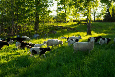 Sheep on field in Sweden eating grass. Nice sunny summer day.