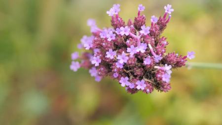 Violet flower on colored blur background.