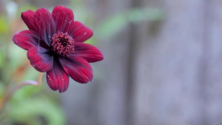 Red flowers for the garden.の写真素材