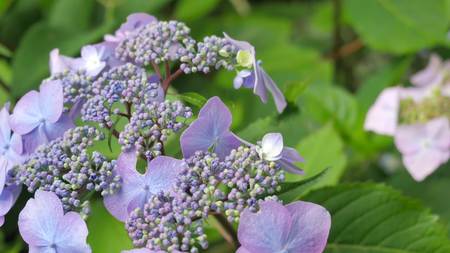 Purple Hydrangea Flowers Close-Up on a Bush.