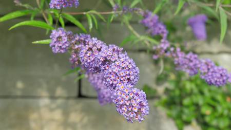 Flower Lavender Close-Up on a Beautifully Blurred Background. Camera Movement Along the Flower Gives You the Opportunity to See All the Details of This Flowerの写真素材