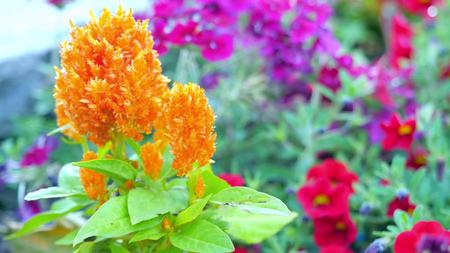 Celosia flower Chinese Wool Flowerの写真素材