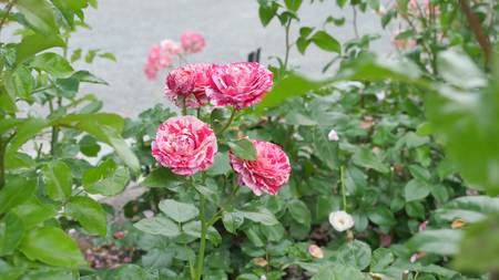 Tiger Rose flower salmon white.の写真素材