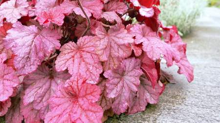 Burgundy leaves in the garden in the foreground