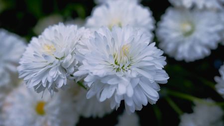 Beautiful white clover flowers in spring and green grass.