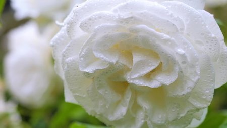 White rose in raindrops swinging in the wind. Close-upの写真素材