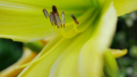 Yellow Lily Flowers in the Garden.の写真素材