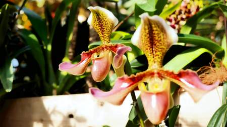 Close up Paphiopedilum of Orchid flowerの写真素材