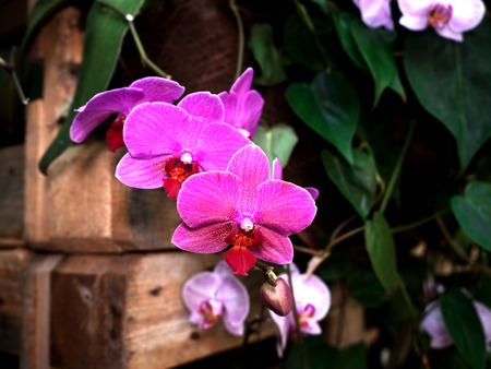 Close up of white and pink orchid flower stemの写真素材