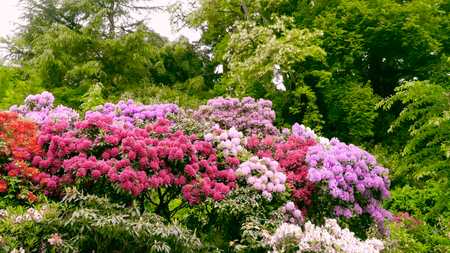 Shrubs with flowers of rhododendronsの写真素材