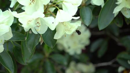 Bee on a white rhododendron.の写真素材