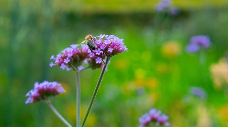 Close-up of a bee on a flowerの写真素材