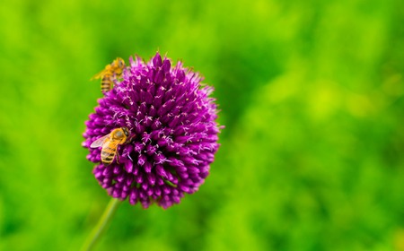 Close-up of a bee on purple flowersの写真素材