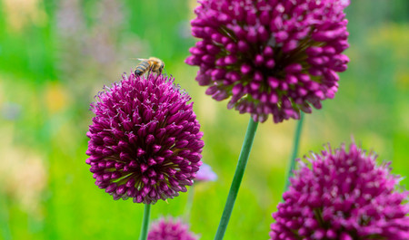 Close-up of a bee on a flowerの写真素材
