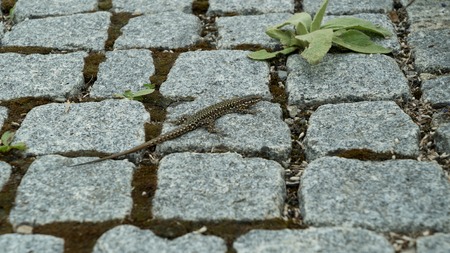 Lizard on paving stones in a park close-upの写真素材