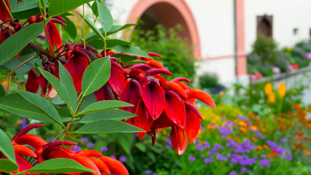 Red blooming flowers in the gardenの写真素材
