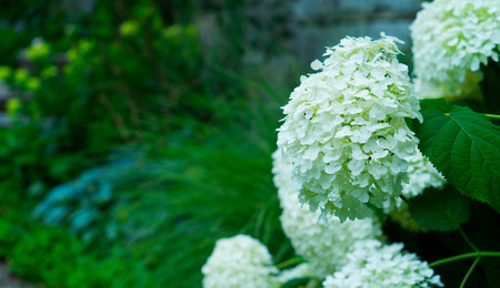 Flower of a white hydrangea on a defocused background with green grass.