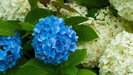 A flower of a blue hydrangea close-up against a background of white flowers.