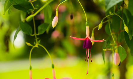A flower of purple fuchsia close-up.の写真素材