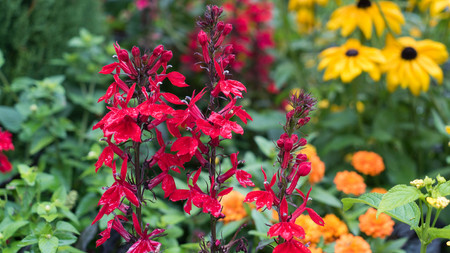 Very beautiful unusual flowers growing in the garden.の写真素材