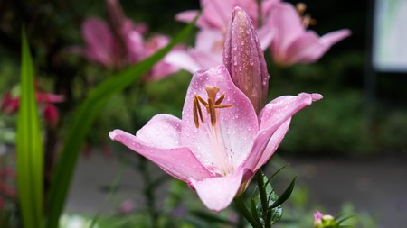 Amaryllis belladonna pink and white wild flower.の写真素材