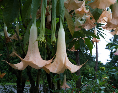 Dutur flowers in the garden close up.の写真素材