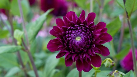 Flower and petals of purple dahlia on a green background.の写真素材