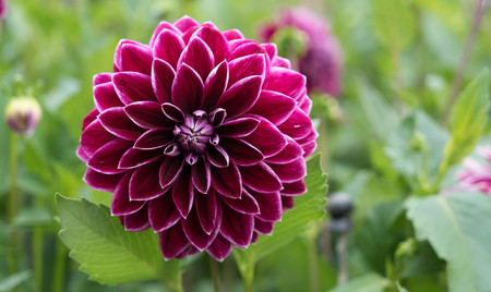 Beautiful purple and white grand dahlia in full bloom. Close-up with extremely shallow dof. Selective focus on center of dahlia.の写真素材