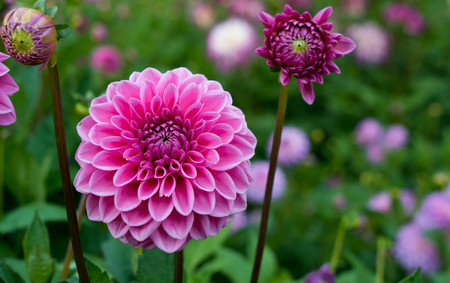 Red dahlia on a beautiful blurred background in the garden on the island of Mainau in Germany.