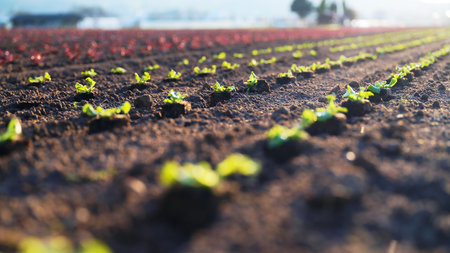 Rows of vibrant green lettuce seedlings growing in a sunny agricultural field during early morning hoursの写真素材