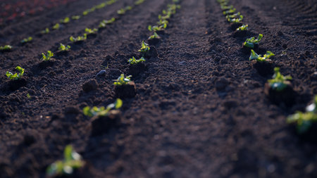Rows of young plants growing in freshly tilled soil during early morning light in a tranquil agricultural fieldの写真素材