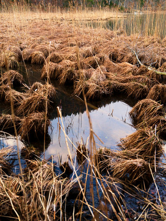 Marshland habitat displaying dry grass clumps with reflective water in serene natural setting during...