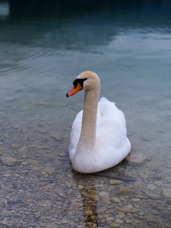 Majestic swan gracefully gliding in crystal clear water by a serene lakeside during a peaceful...