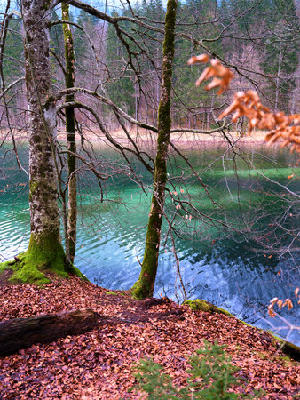 Scenic view of a tranquil lake surrounded by trees and autumn leaves in a forest