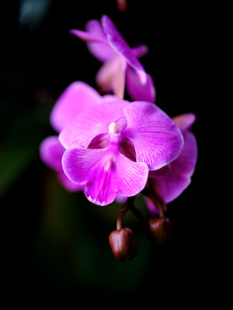 Vibrant purple orchid blooms in close-up showcasing delicate petals against a dark background during the afternoon lightの写真素材