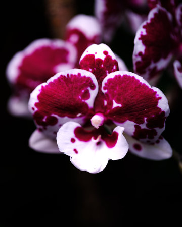 Beautiful orchid bloom with striking purple and white petals captured in a natural setting