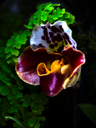 Vivid orchid blooming among lush green foliage in a tropical greenhouse during middayの写真素材