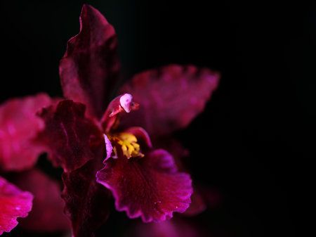 Beautiful purple orchid blooms with intricate textures against a dark backgroundの写真素材
