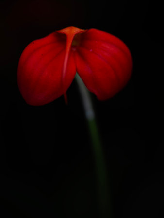 Beautiful red orchid bloom against a dark background showcasing delicate petals and vibrant colorsの写真素材
