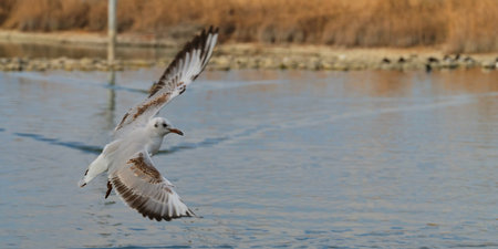 Seagull gliding over tranquil water at sunset in coastal habitat