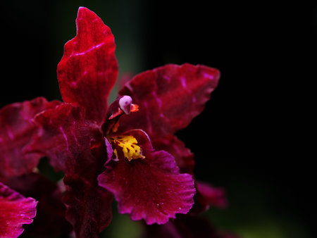Vibrant red orchid blossom displays intricate details in a serene environment under soft lightingの写真素材