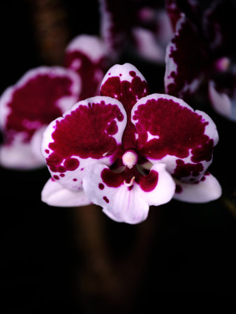 Orchid with deep burgundy spots blooming in a tropical garden setting during late afternoon sunshine